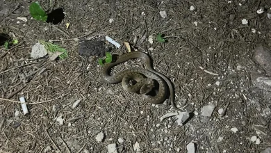 Poskok na Kastelu, intervenisala nadležna služba