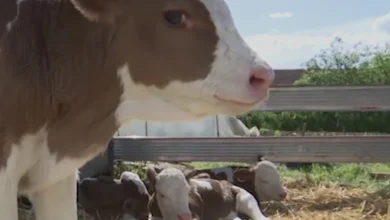 Čudo na farmi u Srbiji: Krava otelila četiri teleta