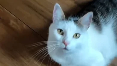 „Vidovita“ mačka izabrala pobjednika meča BiH i SAD
