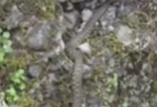 Zmija snimljena na šetalištu u Banjaluci