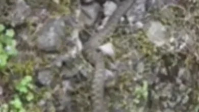 Zmija snimljena na šetalištu u Banjaluci