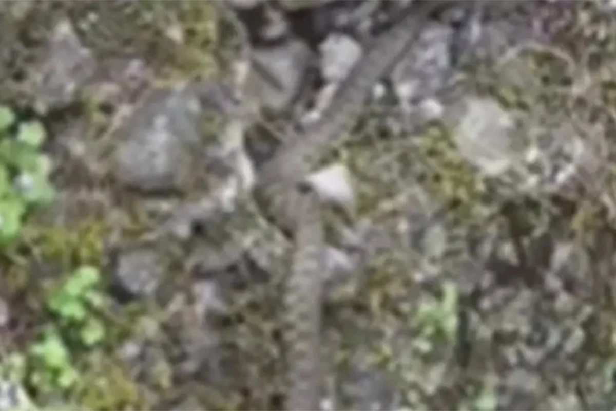 Zmija snimljena na šetalištu u Banjaluci